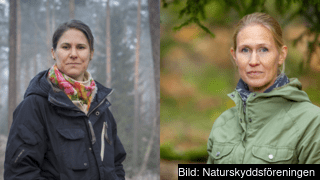  Johanna Sandahl och Louise Karlberg, Naturskyddsföreningen är oroliga att den nya regeringen inte kommer att prioritera frågor om biologisk mångfald särskilt högt under sitt EU-ordförandeskap nästa år.
